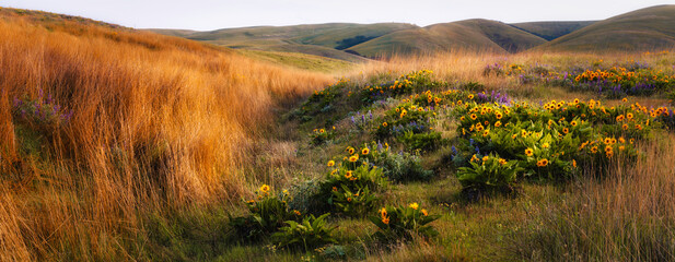 landscape with wild flowers and high grasses 