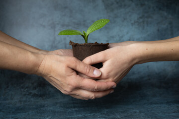 Hands of adult and child hold peat pot with green sprout of plant. Ecological problems. Enviroment protection