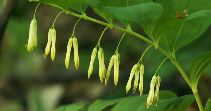 Polygonatum odoratum (angular Solomon's seal or scented Solomon's seal)