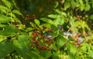 Red fruit of Zanthoxylum americanum, prickly ash, toothache tree, yellow wood, suterberry or Sichuan pepper in autumn garden on blurred green. Background for fresh wallpaper, nature background concept