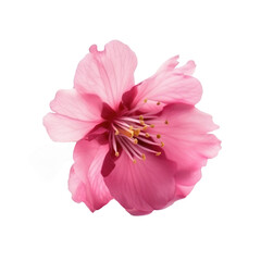 sakura flower isolated on white