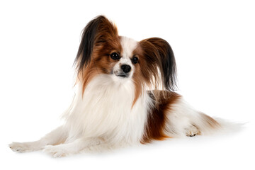 papillon dog in studio