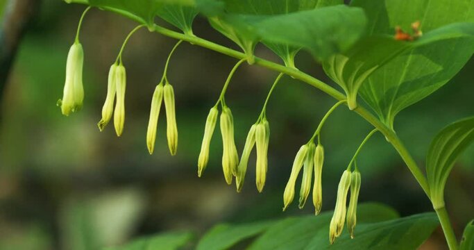 Polygonatum odoratum (angular Solomon's seal or scented Solomon's seal)