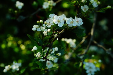 Inflorescence of white hawthorn flowers on a dark green background
