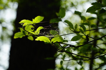 Fototapeta na wymiar Bright green leaves with webbing on a dark background