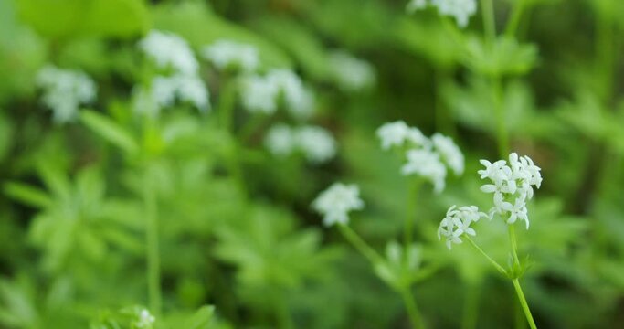 Galium odoratum, the sweetscented bedstraw in a forest