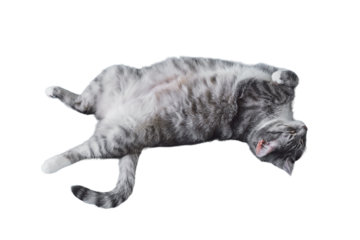 Funny cat sleeping on his back, isolated on a white background