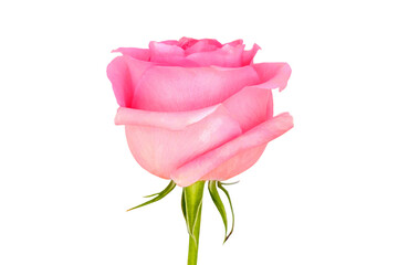 Pink rose flower isolated on white background, close-up