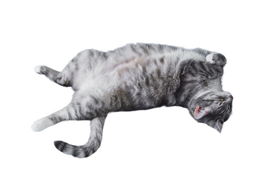 Funny cat sleeping on his back, isolated on a white background