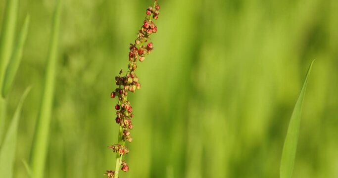 Sorrel (Rumex acetosa), also called common sorrel or garden sorrel