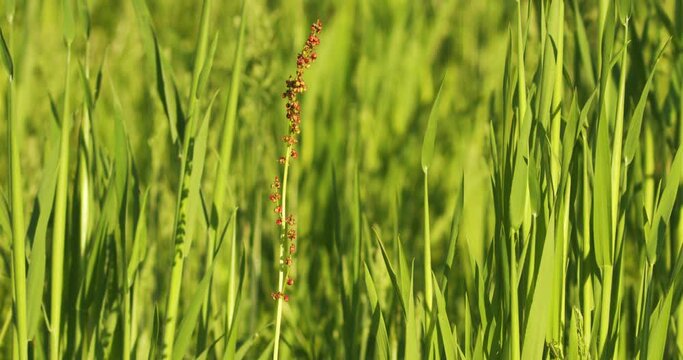 Sorrel (Rumex acetosa), also called common sorrel or garden sorrel