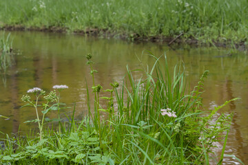 Biedrzeniec Wielki - Kwitnąca roślina nad brzegiem rzeczki