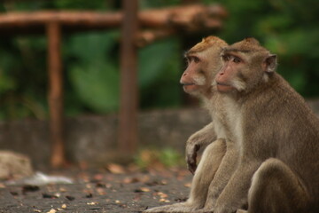 Plangon Cirebon Indonesian monkey, one of the animal species from the class Mammalia, order Primates and family Cercopithecidae, namely Macaca fascicularis or long-tailed Monkey