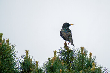 a starling, sturnus vulgaris, is perching on a swiss stone pine at a rainy spring day
