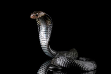 Fototapeta premium close up of a snake, Javanese cobra (Naja sputatrix) 