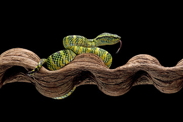 wagleri pit viper snakes on branch, tropidolaemus wagleri