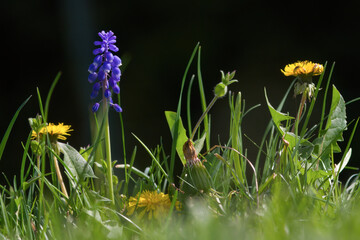 beautiful blue springflowers, muscari neglectum, and yellow buttercups at a sunny spring day