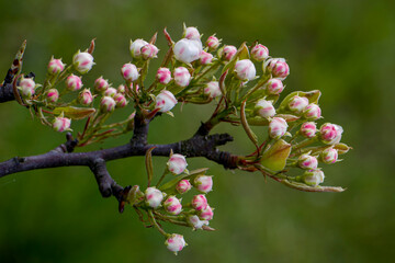 Unopened buds on a pear branch.  Pear buds. Young pear buds. Buds of a pear tree.