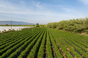 Aydın Province, Nazilli District Strawberry cultivation and strawberry greenhouses