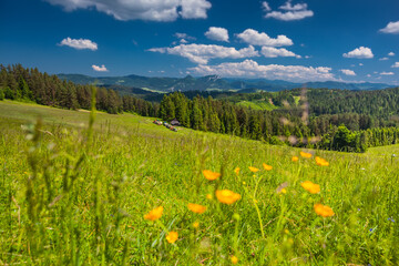 Bacówka nad Kacwinem i okolice. Piękny krajobraz pól i lasów z drewnianą chatą i górami w tle.  © rogozinski
