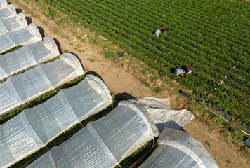 Aydın Province, Nazilli District Strawberry cultivation and strawberry greenhouses