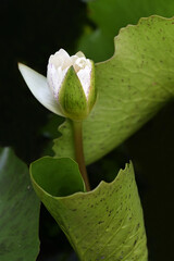 white lotus among green lotus leaves