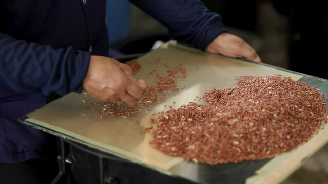 handpicking and separate unwanted components from the rice grains