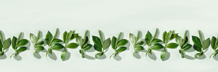 Spring tree branches with new leaf and catkins, soft green monochrome seasonal banner, Top view green young twigs with shadow. Beginning Spring nature. Botanical design frame, ecology concept