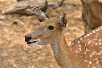 Female sika deer looking into camera cute wildlife concept Brown Deer, Animal, Zoo