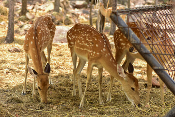Female sika deer looking into camera cute wildlife concept Brown Deer, Animal, Zoo