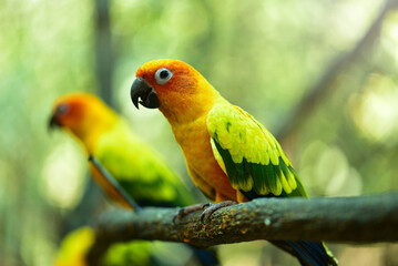 Several colorful parrots are resting on the fence. This lovebird lives in the wild and can be housed with house pets. cute wildlife concept