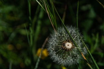 Pusteblume