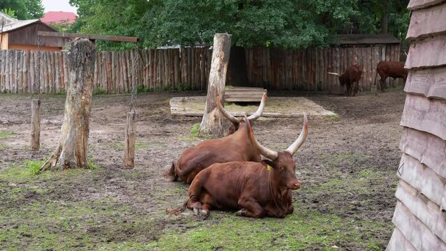 Brown ankole cattle in corral for animals on a sunny summer day. Several Watusi cows lies on green grass and resting. Domestic long horned taurus in paddock - livestock and farming concept. 4K 25FPS