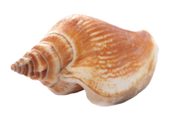 Sea shell isolated 