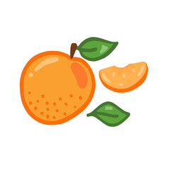 apricot set of illustrations on a white background
