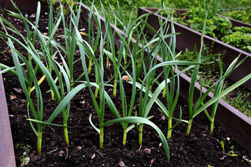 young green healthy garlic plants in the garden. Garden and vegetable garden in spring. wooden beds. Eco-friendly vegetable growing. amateur dacha organic farming. Healthy healthy food