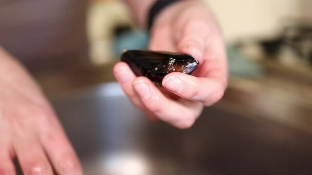 Female hands cleaning raw mussels in sink, washing them under water, preparing sea food