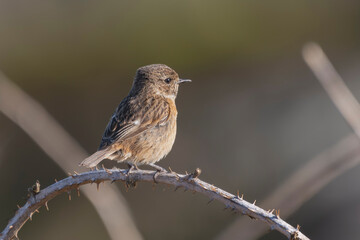 Fototapeta premium European stonechat - Saxicola rubicola female perched with brown background. Photo from nearby Baltimore in Ireland. Copy space on right side.