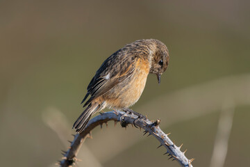 European stonechat - Saxicola rubicola female perched with brown background. Photo from nearby Baltimore in Ireland.