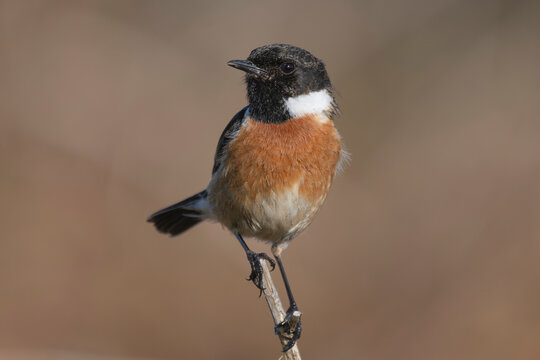 European stonechat - Saxicola rubicola male perched with brown background. Photo from nearby Baltimore in Ireland.