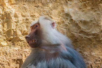 Close-up portrait of a baboon