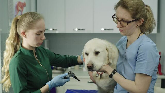 A veterinarian examines the ear of a labrador at a veterinary hospital. Pet doctor's examination. A sick animal. Caring for dogs. High quality 4k footage