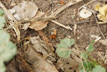 小突き合うオレンジ色の昆虫
