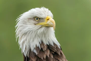  Portrait of a majestic bald eagle  American eagle adult (Haliaeetus leucocephalus). American National Symbol Bald Eagle with a nice dark background.                         © Albert Beukhof