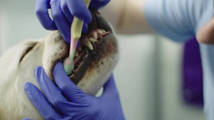 close-up of a veterinarian cleaning a dog's teeth. Pet care. Work of the veterinary clinic. Good breath toothbrush and labrador teeth. High quality 4k footage - Powered by Adobe