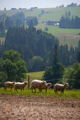Bacówka w Czerwiennem, Barany na zielonym pastwisku. 