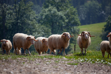 Bacówka w Czerwiennem. Barany na zielonym pastwisku.  © rogozinski