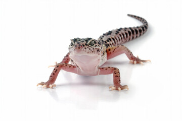 Fat-tailed geckos isolated on white background, leopard gecko lizard, eublepharis macularius	
