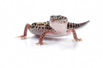 Fat-tailed geckos isolated on white background, leopard gecko lizard, eublepharis macularius	
