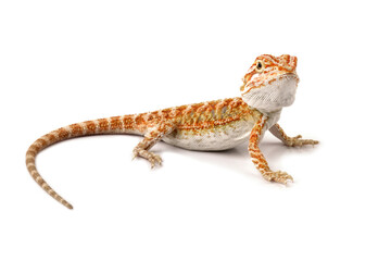 Baby bearded dragon full body, cute lizard on white background